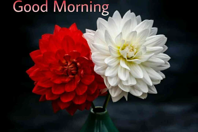 Beautiful good morning images , pics and photos of red and white flowers