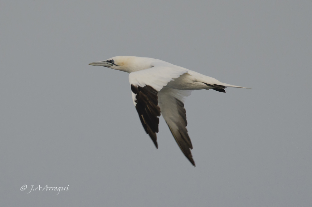 Alcatraz atlántico, Morus bassanus, Northern Gannet Alcatraz atlántico, Morus bassanus, Northern Gannet