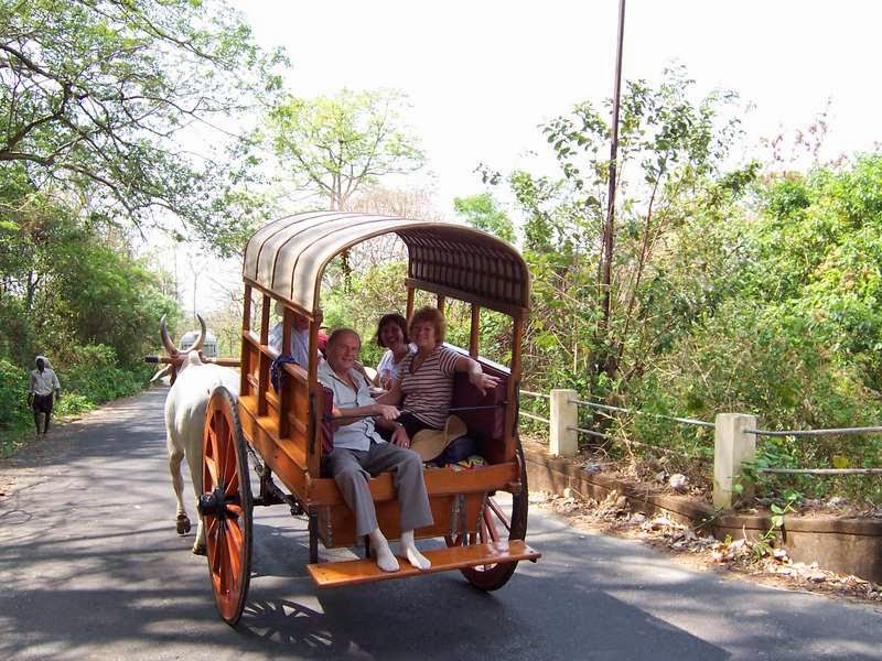 Kerala Tourism: Bullock Cart Ride in Kerala