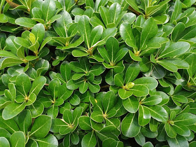 Future Plants by Randy Stewart: Pittosporum