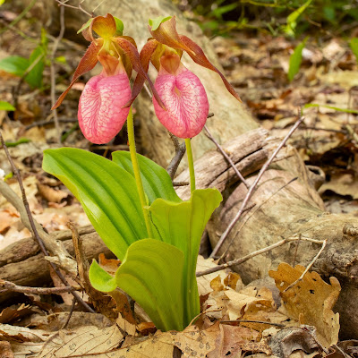 Pink Lady's Slipper (Cypripedium acaule)