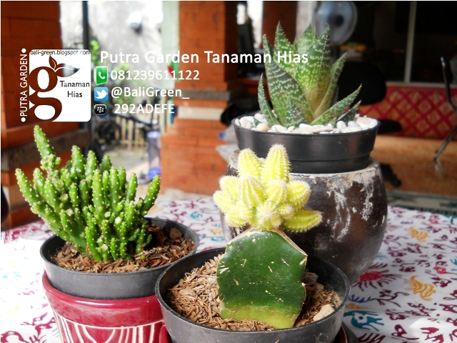 PUTRA GARDEN BALI Tanaman Kaktus Mini Unik Untuk Dekorasi 