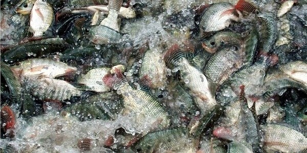 Syarat Lokasi Budidaya Ikan Mujair ~ Agro Budidaya