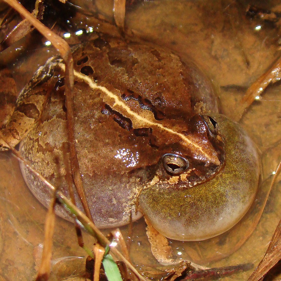 Species New to Science [Herpetology • 2020] Review of Bioacoustical