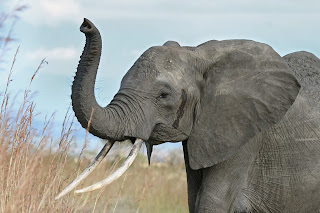 Hortumunu kaldırmış olan Afrika fili.Fil hortumuyla ses çıkarırken genellikle yukarıya kaldırır