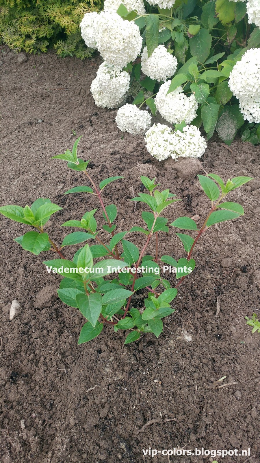 Roses Du Jardin Cheneland Hydrangea Paniculata Phantom