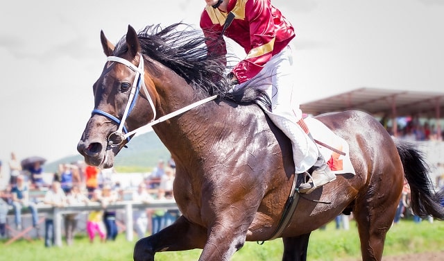 horse racing betting tips win big