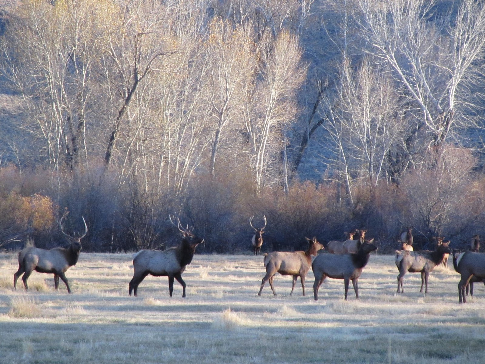 Keeping Focused Gang of Elk