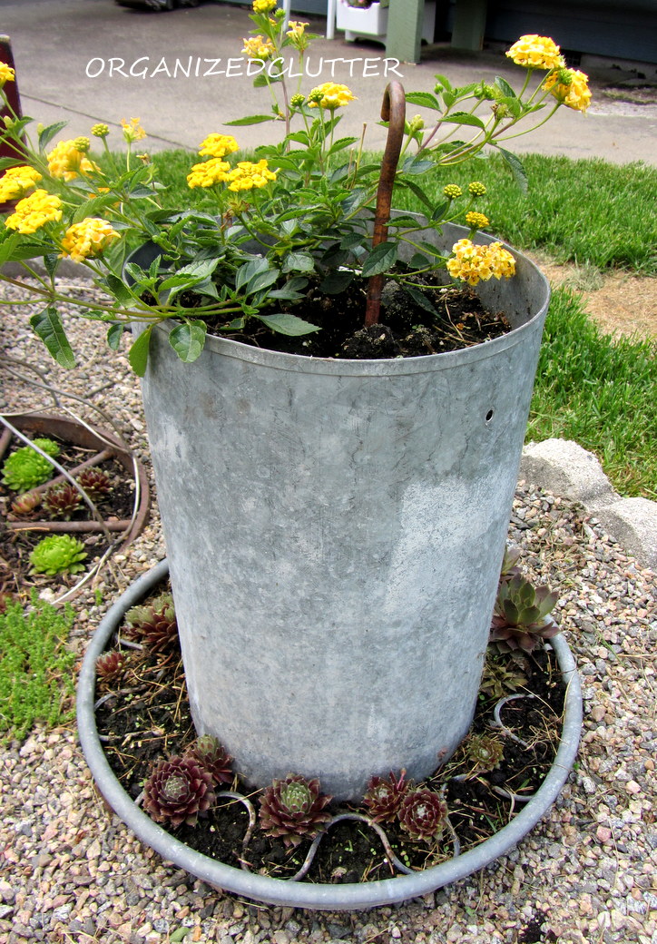 A Dozen Fun Ways to Plant Hen & Chicks (Sempervivum) Organized Clutter