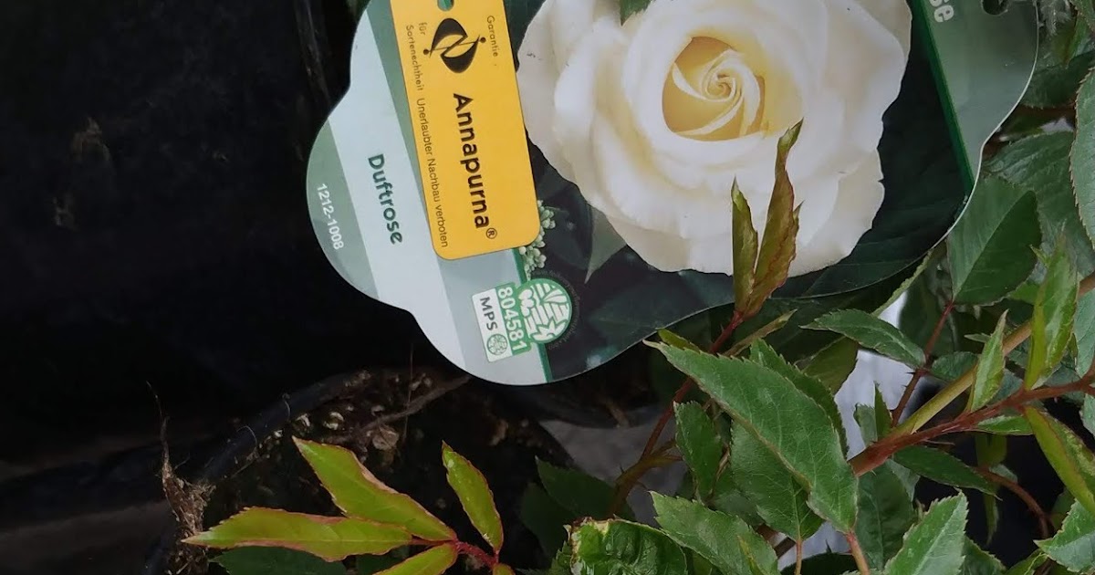 33+ Abstand Rosen Pflanzen, Falls sie ihre rosen mit stauden oder