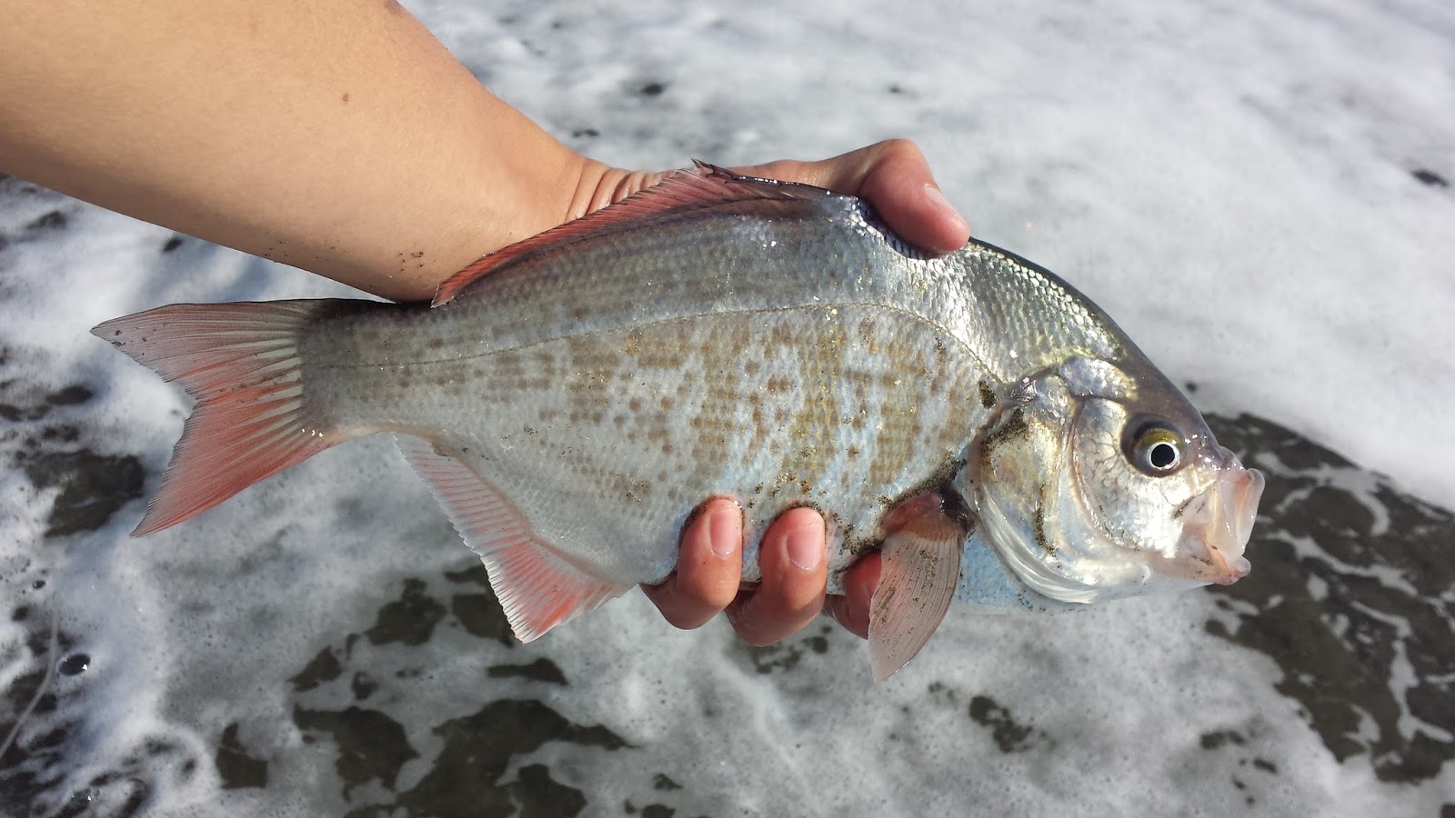Keep Calm and Fly Fish First Surf Perch On The Fly & The Post Vacation