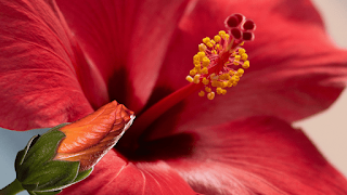 Faits nutritionnels de l'hibiscus