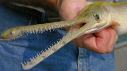 Ikan Gergasi Misteri Berwajah Buaya Dijumpai Di Mexico - kopipasss