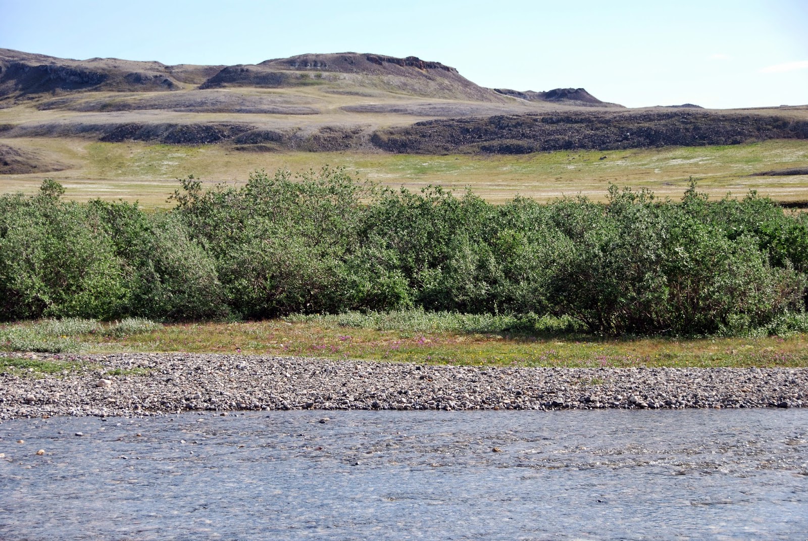 Trees Salix alaxensis Alaska willow Feltleaf Willow