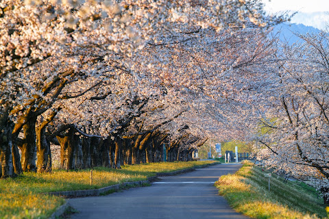 桜の花道 / The cherry blossom path