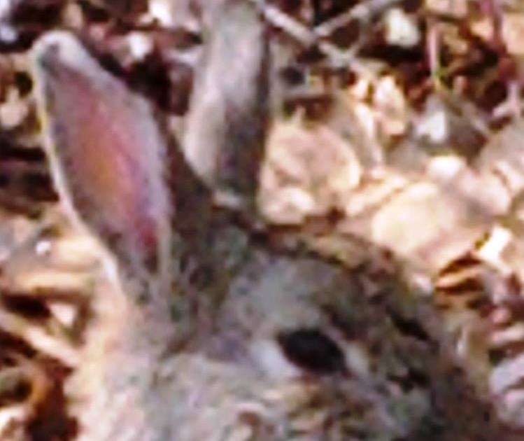 Liberal England Police hunt after world's largest rabbit stolen