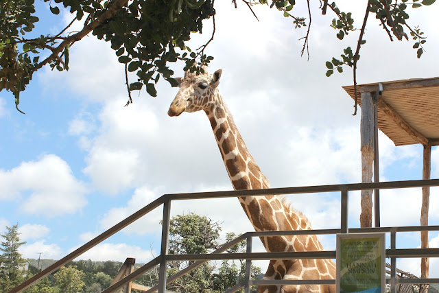 Pafos Zoo Cyprus Review
