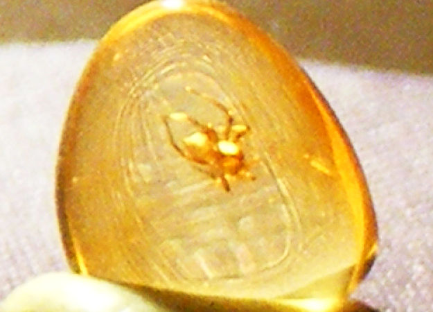 Amber Fossils