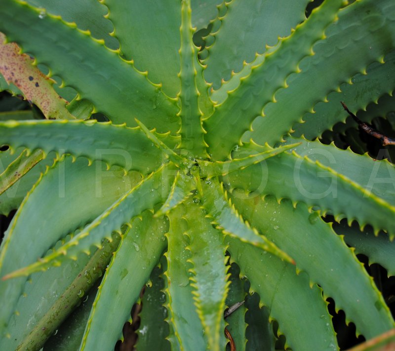 Trees Aloe Arborescens Candelabra Aloe