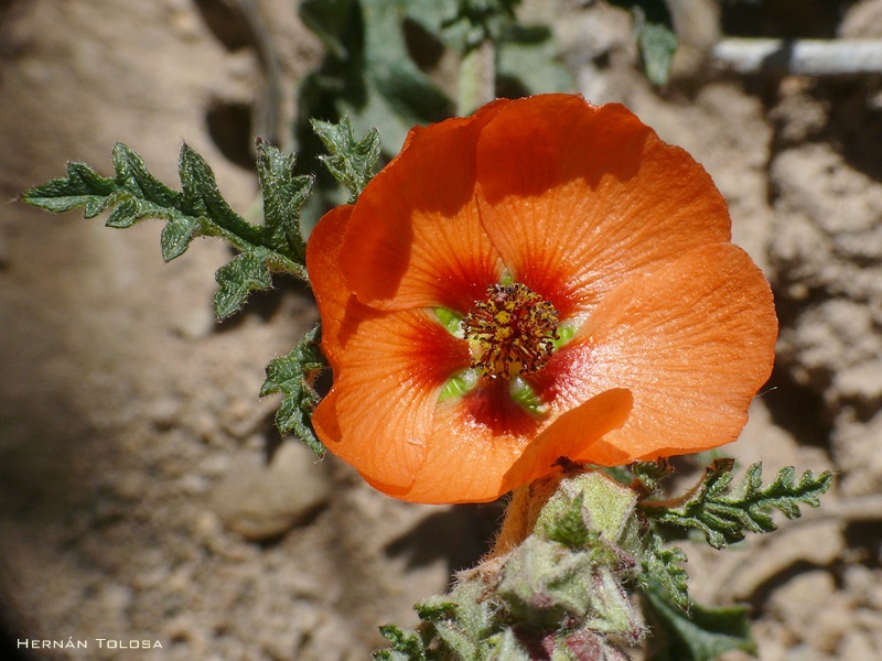 Flora Bonaerense (Turnera sidoides)