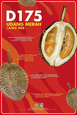 8 Gambar Kenali Durian Yang Popular Dan Beza Rasanya