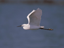 birds fly h zettrio 1