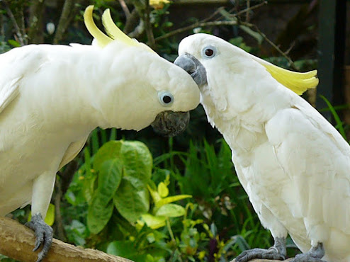 Berikut Cara Membedakan Burung Kakaktua Jantan dan Betina