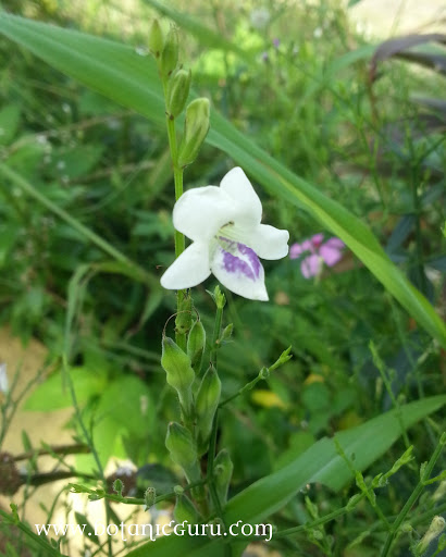 Creeping Foxglove, Small Chinese Violet, Asystasia gangetica subsp. micrantha