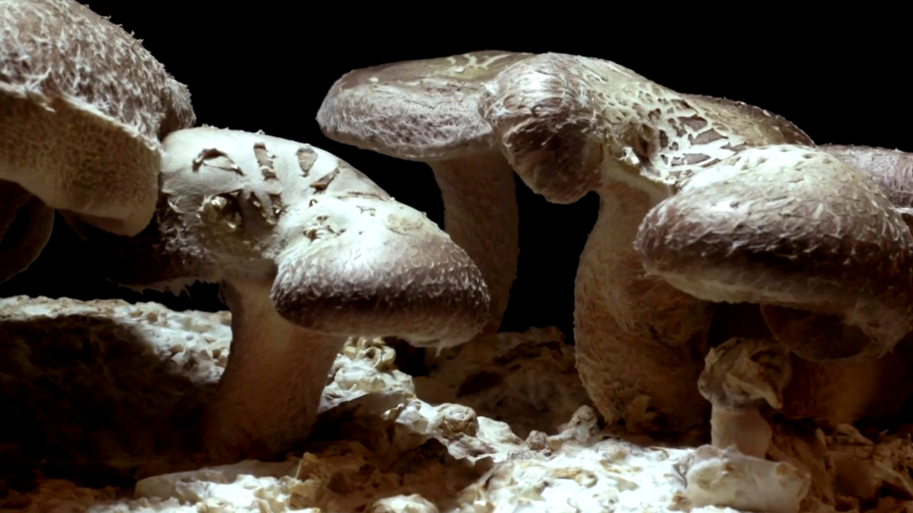 Asadal BBC The Magic of Mushrooms (2014)