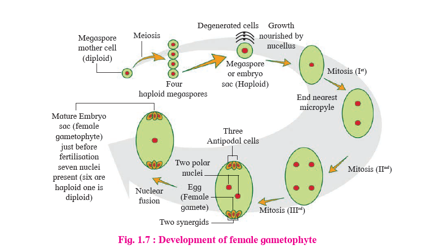 REPRODUCTION IN LOWER AND HIGHER PLANTS - Notes for Class 12 Biology