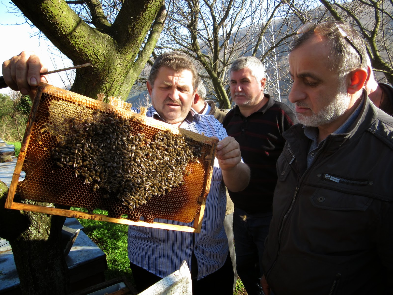 ARICI ALİ TÜRK VE ARICILIK BİLGİLERİ 12/14