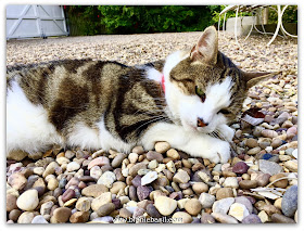 Wing Commander Basil on Mancat Monday at BBHQ ©BionicBasil®