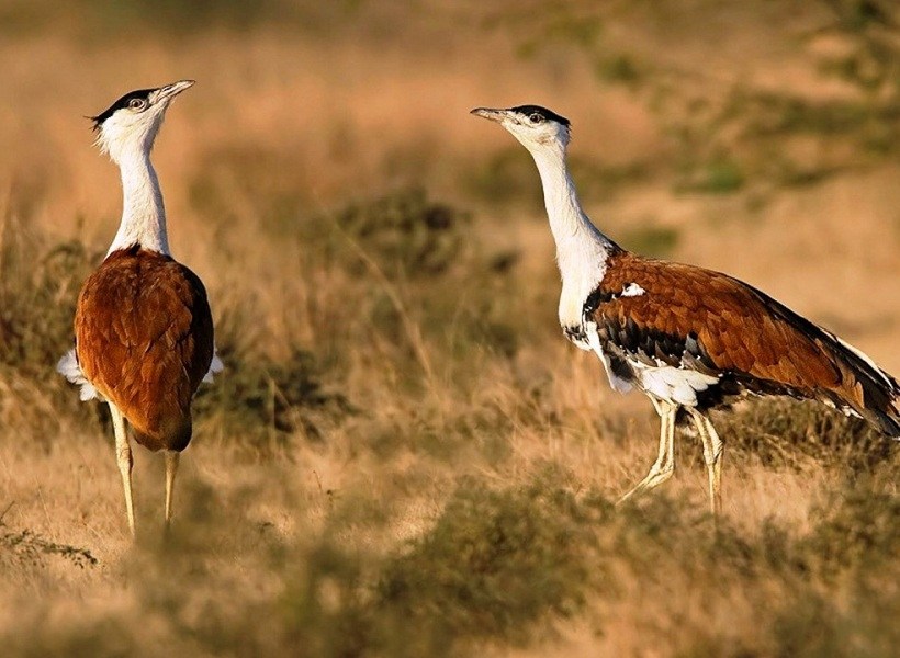 Kutch Bustard Sanctuary, The Great Indian Bustard Sanctuary Kutch, kutch  wildlife sanctuary, Kutch Bustard Sanctuary Overview, travels & History