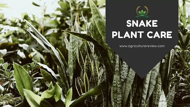 snake plant care by agriculture review