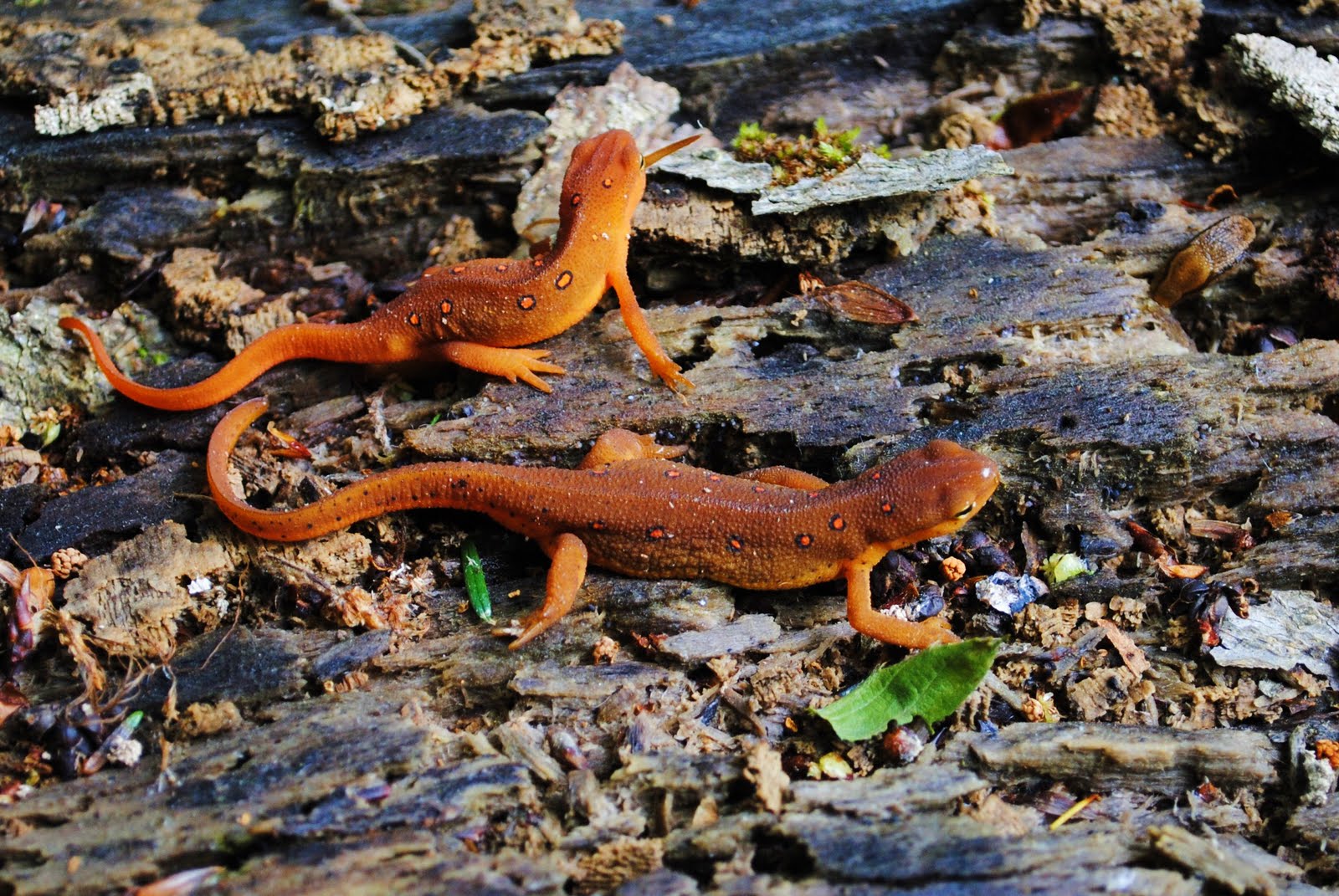 pair of newts that were sitting on a log over looking the stream.