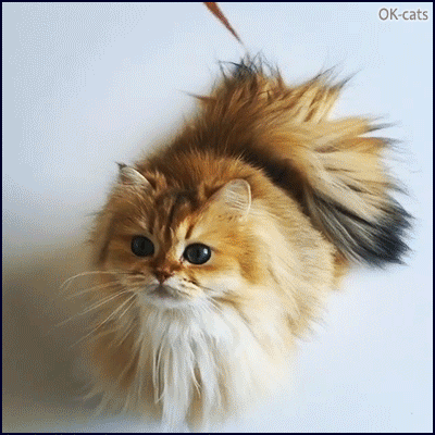 Cute Cat GIF • Fluffy cat gently playing .“Let me remove this dry leaf for you.”