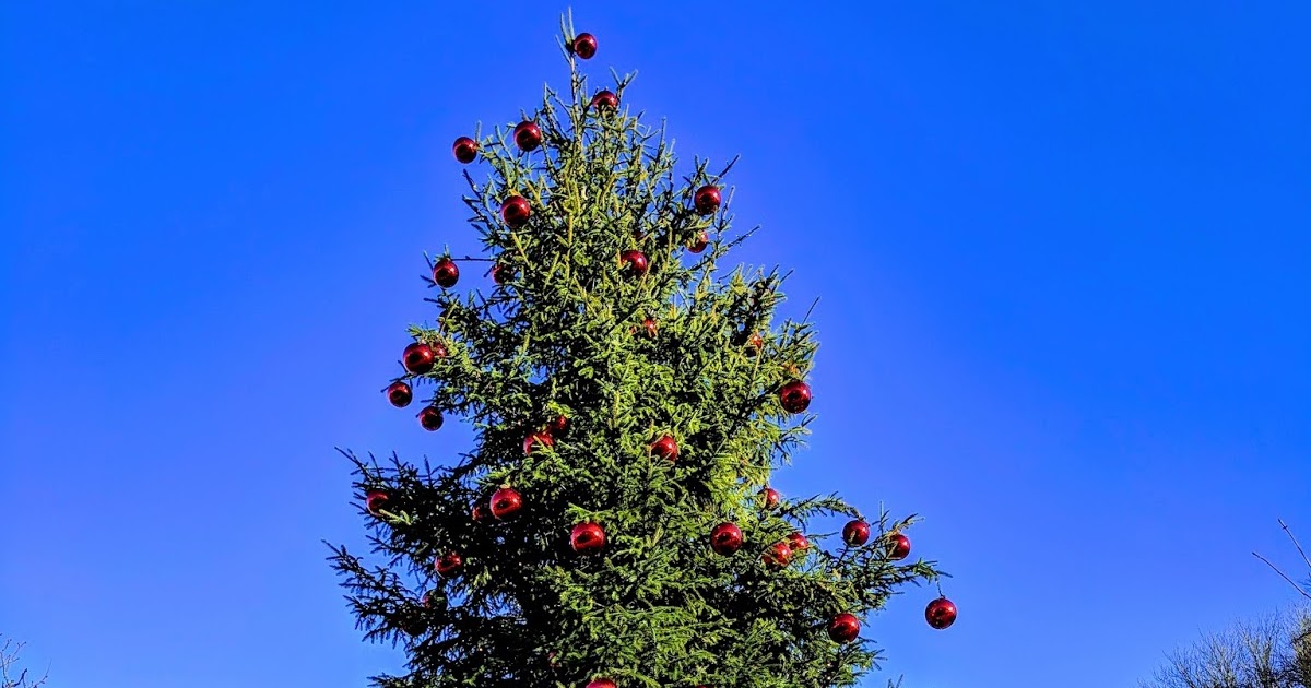 JibberJabberUK How to choose and care for a real Christmas tree