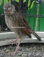Cara Membedakan Jenis Kelamin Burung Branjangan Lengkap Dengan Gambar