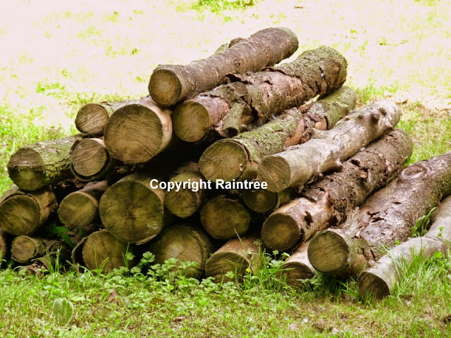 pile of logs for wildlife