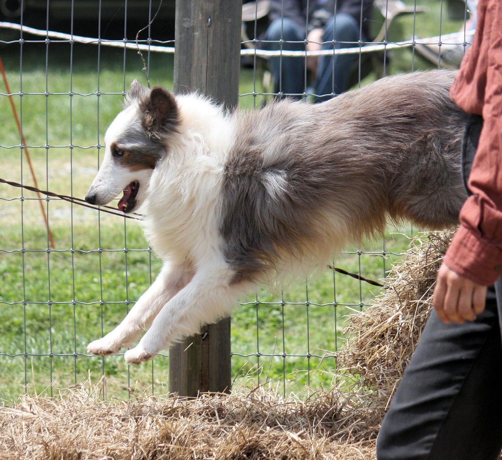 NC Dog Training for Herding and Obedience Golem Kennels Working