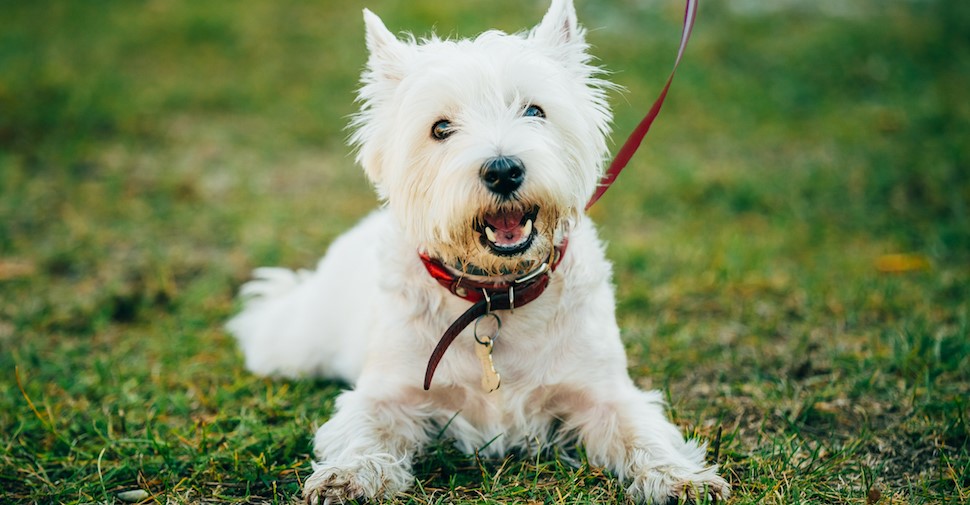 Küçük Köpek Cinsleri Nelerdir ? İşte 25 Küçük Köpek Cinsi Ve