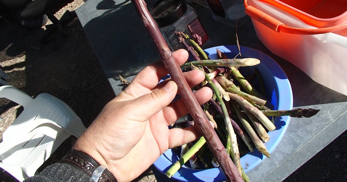 Xtremehorticulture of the Desert Asparagus Growing is Easy with