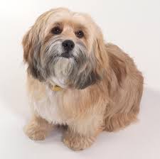 benji 2004