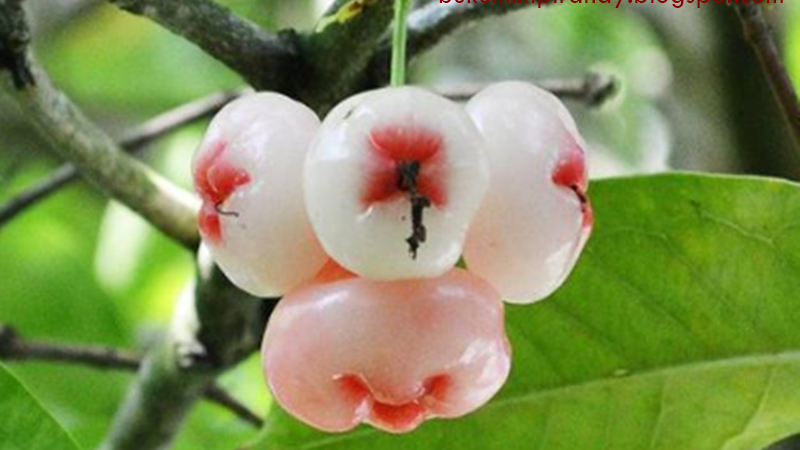 18 Arti Mimpi Tentang Buah Jambu Air Menurut Islam Primbon Buku Mimpi