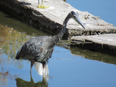 Tule Lake National Wildlife Refuge California