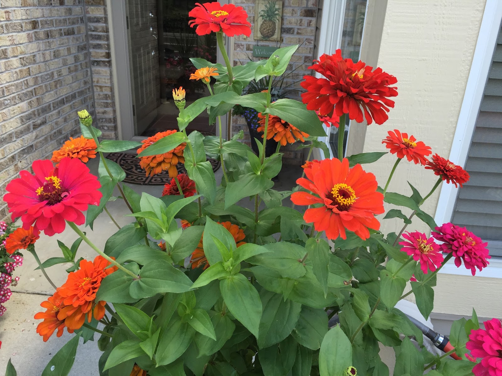 I Like to Bake and Cook Blog HPRV9256 How to collect