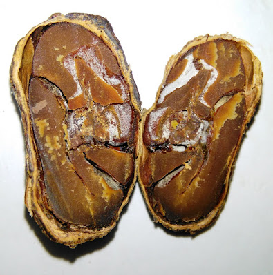 Grano de cacao mohoso. Grano de cacao mohoso.
