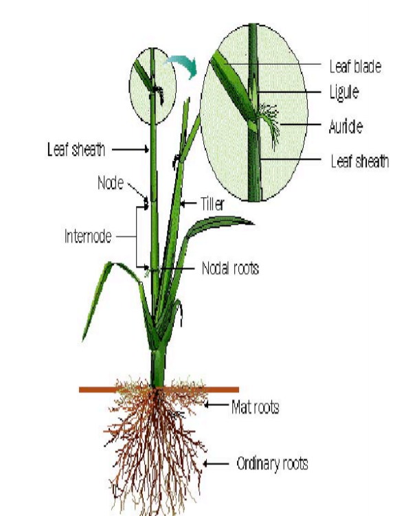 CROP PRODUCTION Tillering of rice