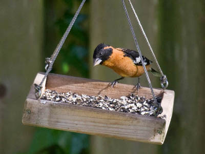Photo of Black-headed Grosbeak in feeder Photo of Black-headed Grosbeak in feeder