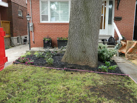 Baby Point Toronto front garden renovation after Paul Jung Gardening Services